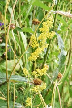 The Bedstraws are a source of coloured dyes, and extracts from the plant are also used in the treatment of urinary diseases.