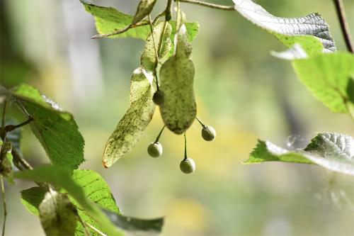  The flowers of the Large-leaved Lime tree were added to baths to quell hysteria.