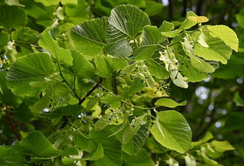 Large-leaved Lime trees are nationally rare or scarce and are on the Sussex Rare Species Inventory.
