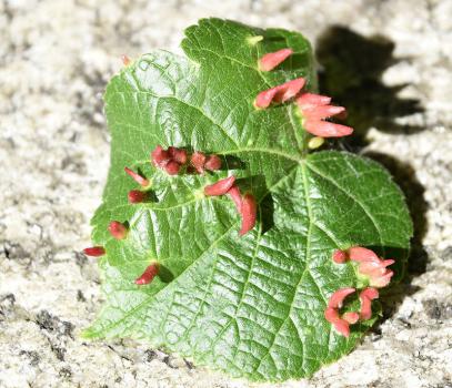 As the Eriophyes tiliae mites feed from the leaf's surface, chemicals are released which cause the nail galls.
