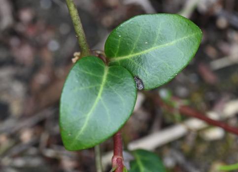 The Lesser Periwinkle is smaller than the Greater Periwinkle, the latter having hairy-edged leaves.