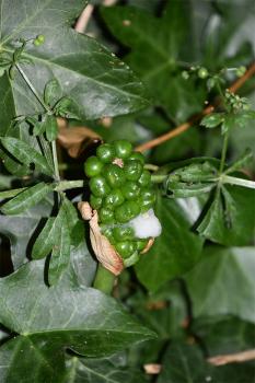 Lords-and-Ladies or Cuckoo Pint produces flowers from April, followed by toxic orange-red berries.