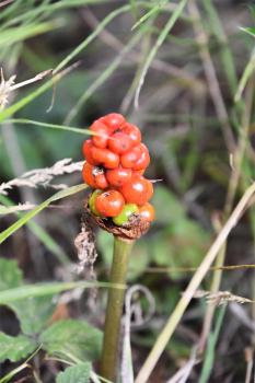 Lords-and-Ladies or Cuckoo Pint produces flowers from April, followed by toxic orange-red berries.