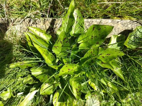 The black-spotted leaves of Lords-and-Ladies or Cuckoo Pint as seen in early April (2025).