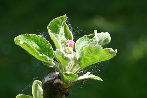 The Peasgood's Nonsuch apple variety is a dessert and cooking cultivar developed in 1858.