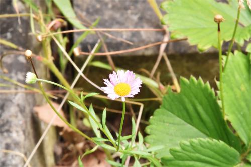 Whether Mexican Fleabane is the bane of fleas like our native Fleabane is not recorded.