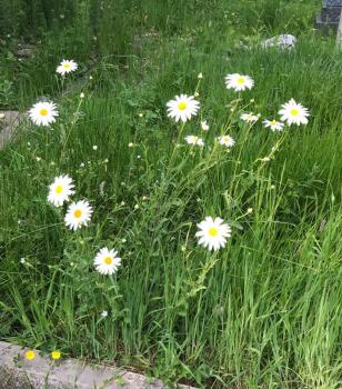 The large daisy-like flowers of the Oxeye Daisy are balsamic and relieve catarrh and coughs, or an infusion can be drunk.