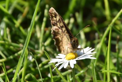 The lotion of the Oxeye Daisy is good for wounds and bruises. A root extract is taken for night sweats.