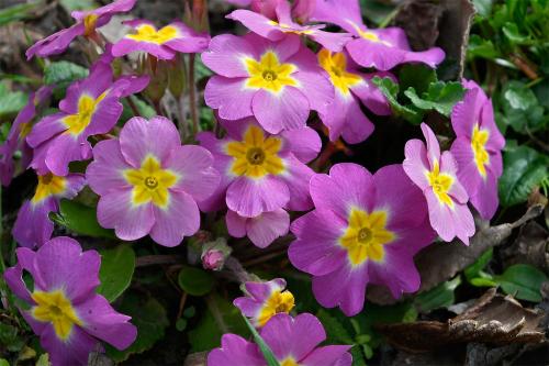 Notice the slight colour-variation between this Polyanthus and the previous one.