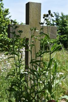 Prickly Lettuce is a long-naturalised, tall, hairless biennial, with a foetid odour, prickly stems and spines.