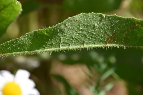 Prickly Lettuces have spines beneath the midribs of their leaves.