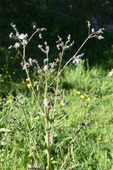 Note how Prickly Sow-thistles resemble dandelions.