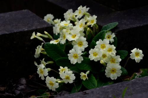 Especially on dark Spring days, the bright faces of the Primrose is especially welcome in Heene Cemetery.