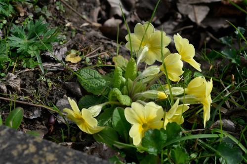Primroses are associated with courtship. 'The Primrose Path' is a path of delusional pleasure.