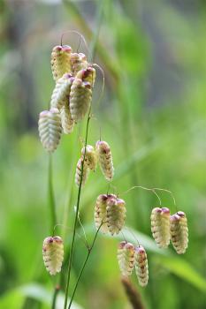Quaking Grass is a loosely-tufted native perennial that has a pyramidal panicle and quivering, ovoid spikelets.