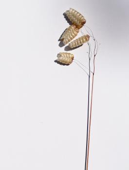Quaking Grass photographed against white card.