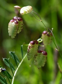 There are some notable patches of this very special grass, Quaking Grass, in Heene Cemetery.