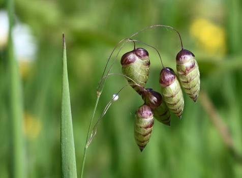 Quaking Grass is classed as having a Red List GB Post 2001 NT (near-threatened) conservation status.