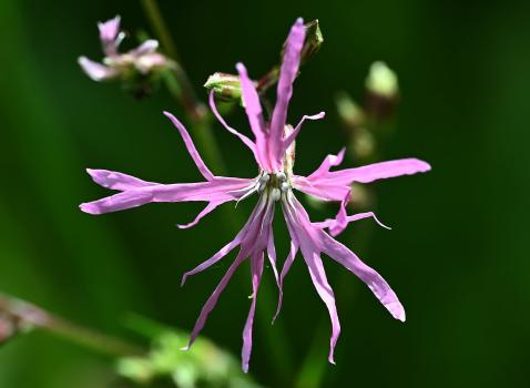 This is so called because the irregularly and narrowly 4-lobed petals have a ragged appearance. It is native, damp-loving plant, flowering from May.