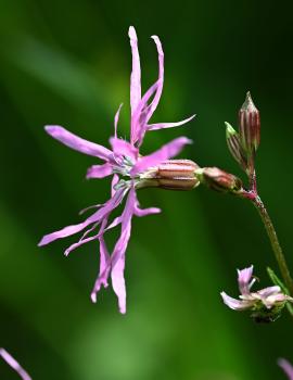 This is so called because the irregularly and narrowly 4-lobed petals have a ragged appearance. It is native, damp-loving plant, flowering from May.