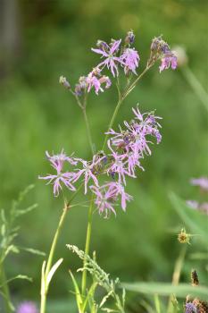 Ragged-Robin is so called because the irregularly and narrowly 4-lobed petals have a ragged appearance.