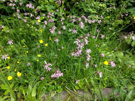 One of the several carpets of Ragged Robin in Heene Cemetery, late May 2025.