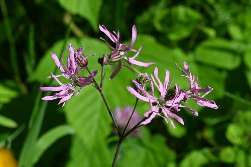 Ragged-Robin is a native, damp-loving plant, flowering from May.