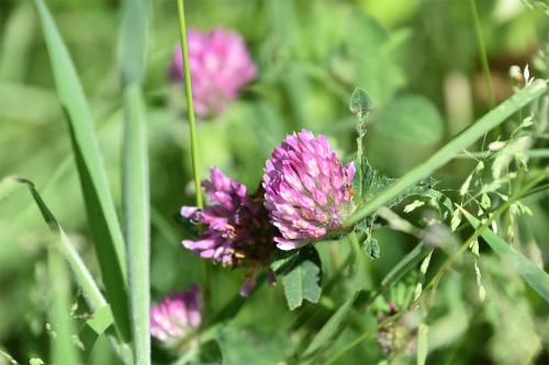 The leaves of Red Clover are slightly hairy compared to the hairless leaves of White Clover.