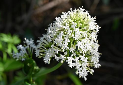 This species is native, but there is a cultivated form, and it is not clear which is which in the cemetery. The flowers of both forms may be red, pink or white, and they appear from April onwards.