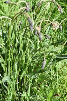 Mashed plantain leaves are effective for burns, cuts, haemorrhoids, insect bites and stings, and sunburn.