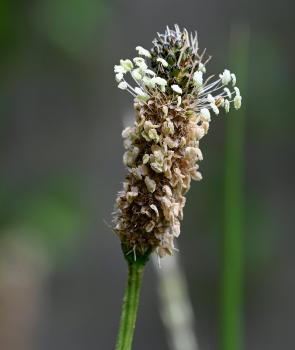In April the brown flowers of Ribwort Plantain sit above the lanceolate leaves of this common native plant.