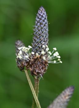 Here the pale yellow anthers of Ribwort Plantain have appeared in early May.