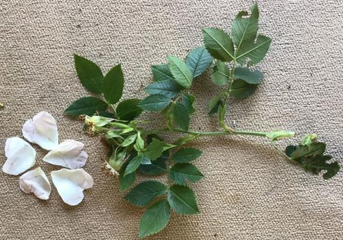 This rose is a hybrid cross between two native roses, the Dog-rose and the Field-rose.