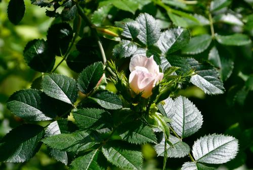 This rose is a hybrid cross between two native roses, the Dog-rose and the Field-rose.