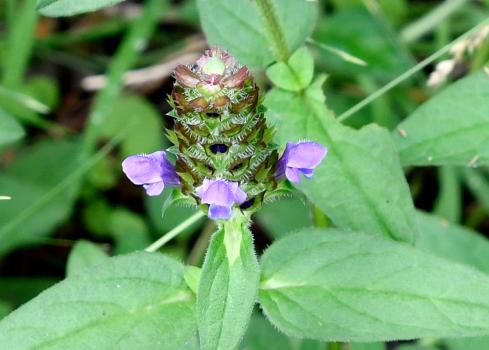Barely a lawn in the country will not have this tough native plant, Selfheal, with its violet flowers abundant in June.