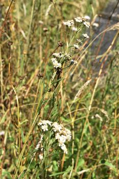 A tea made from the dried root was used to treat joint and muscle pain, toothache, diarrhoea, nausea and vomiting.