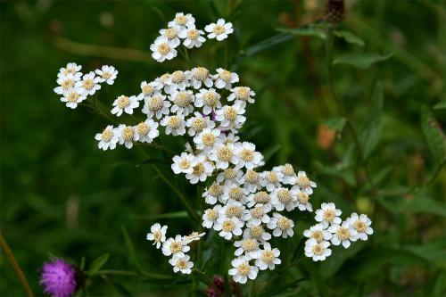 Sneezewort is a flower that has creamy disc florets that have white rays. They appear from July. 
