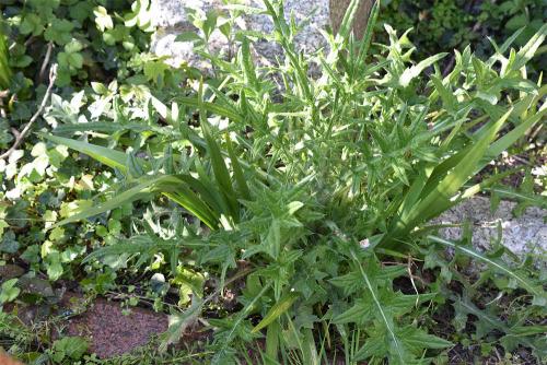 Spear Thistle is a solitary thistle that has sharply spiny leaves ending with a 'spear'.