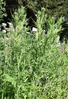 The centre of the flowerhead is edible and has a nutty flavour.