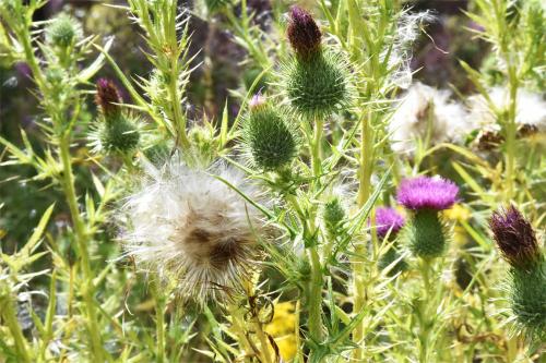 The deep magenta flowers of Spear Thistle appear in July. 