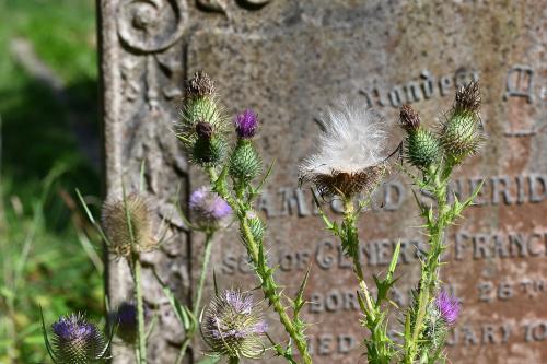 Explosions of fluffy seed heads from Spear Thistles provide an important food source for birds.