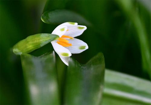 The Summer and Spring Snowflakes differ from Snowdrops in having green flashes near the tips of their petals.