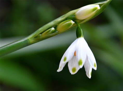 The Summer Snowflake differs from the Spring Snowflake by having between 3 and 8 flowers on each stem.