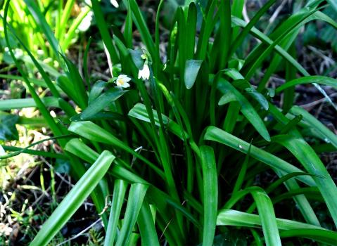 The Summer Snowflake usually flowers from April to May, but in the Cemetery appears in late February.