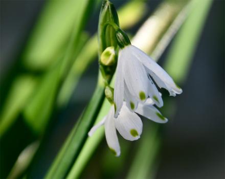 The Summer Snowflake usually flowers from April to May, but in the Cemetery appears in late February.
