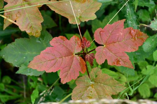 The Sycamore is worth looking at for its attractive leaves which have a variety of greens and reds not just in Autumn.