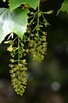 A pendant flower spike from a mature Sycamore leaning in from the other side of the cemetery's perimeter wall, May 2024..