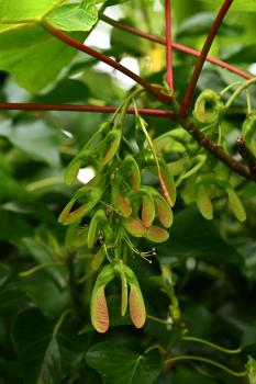 A cluster of immature two-winged fruits, suspended from a tree just outside the cemetery, May 2024.