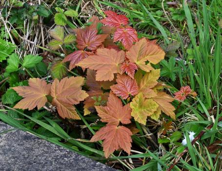 Young saplings of Sycamore have characteristicly red leaves in Spring.
