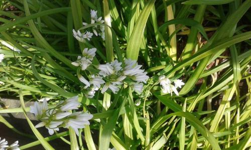 Three-cornered Garlic or Leek is an  introduced Mediterranean species forms smothering monocultures.